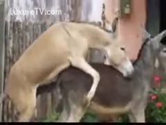 Extreme zoo sex scene with two donkeys having sex